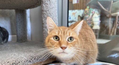 BOOM BOOM - Domestic Short Hair available for adoption