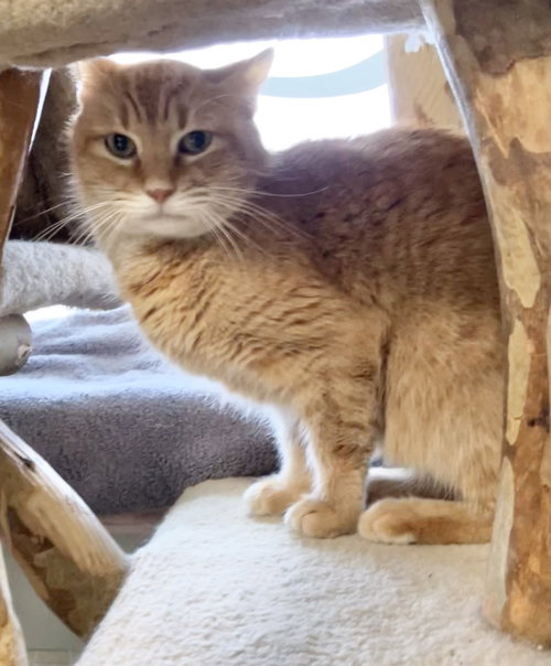 BOOM BOOM - Domestic Short Hair available for adoption