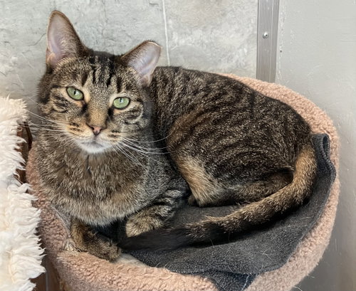 FIBONACCI - Tabby / Domestic Short Hair available for adoption