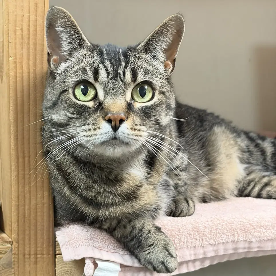 Demeter - Tabby