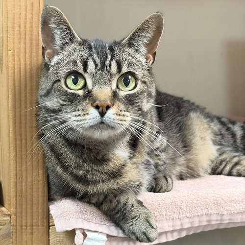 Demeter, a cat for adoption from Colony Cats (& dogs)