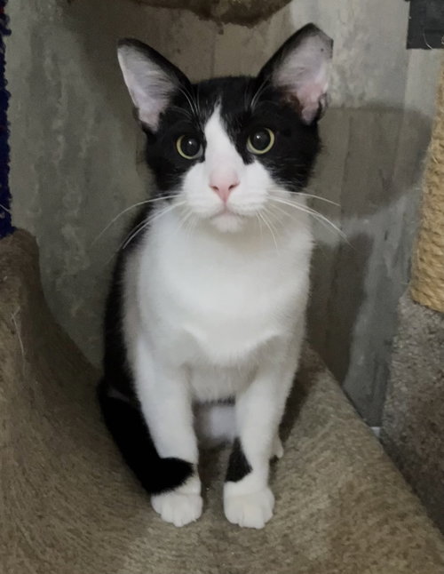 Zero (bonded to Zack), Adult Domestic Short Hair / Mixed (short coat), cat for adoption in Lancaster, Ohio
