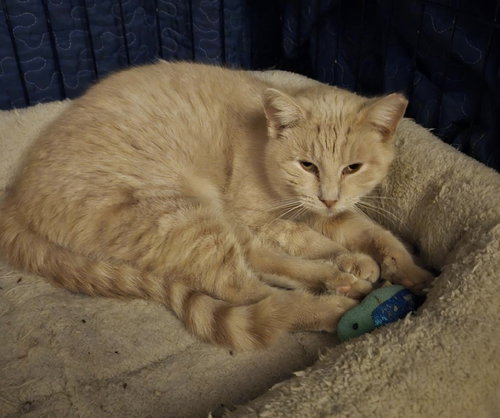 CREAM PUFF - Domestic Short Hair available for adoption