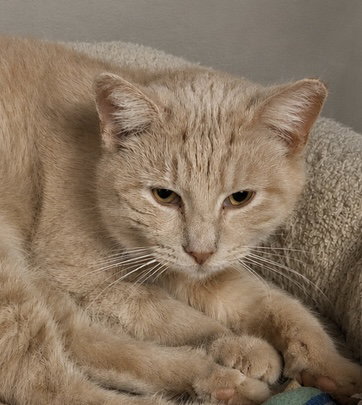 Cream Puff, a cat for adoption from Colony Cats (& dogs)