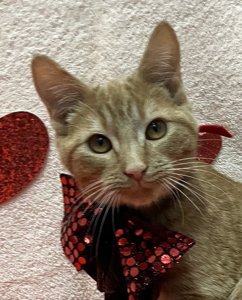 KHAN - Domestic Short Hair available for adoption