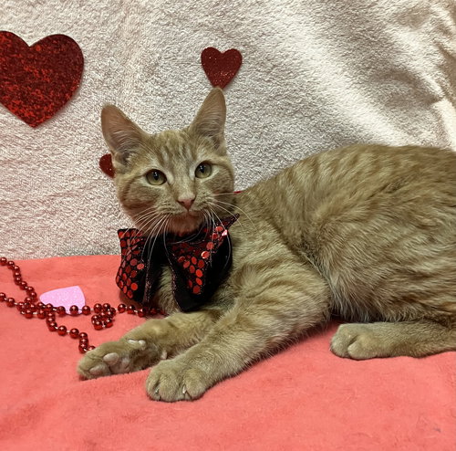 KHAN - Domestic Short Hair available for adoption