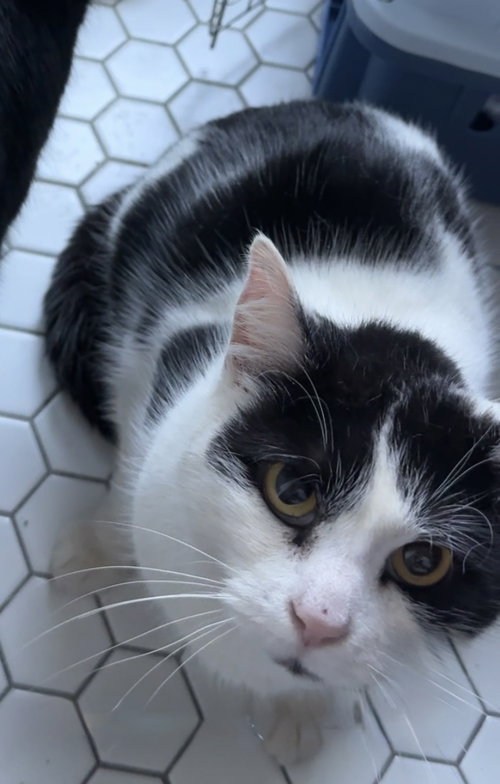 POLKA DOT - Domestic Short Hair available for adoption