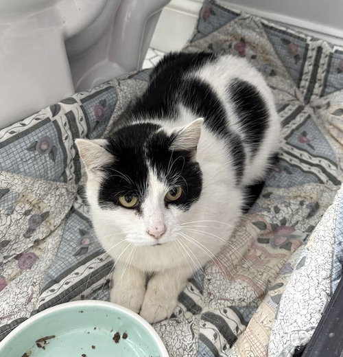 POLKA DOT - Domestic Short Hair available for adoption