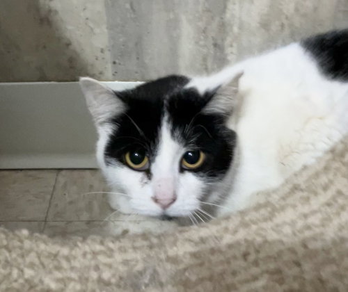 POLKA DOT - Domestic Short Hair available for adoption