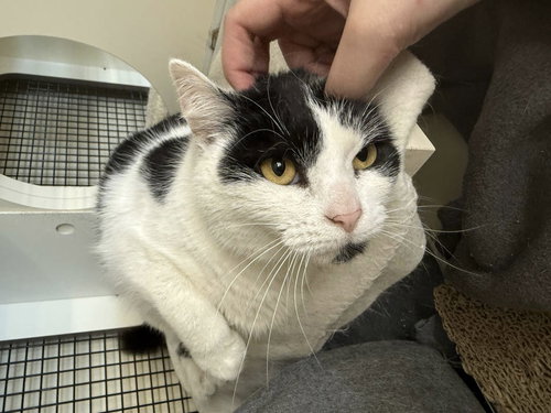 picture of the cat needing adoption