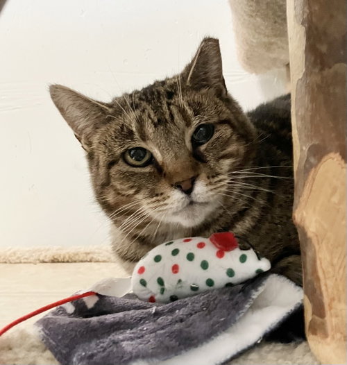 picture of the cat needing adoption