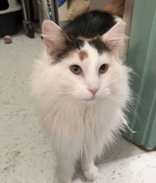 BONITA - Calico / Domestic Long Hair available for adoption