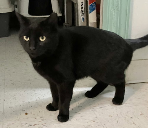 AMY - Domestic Short Hair available for adoption