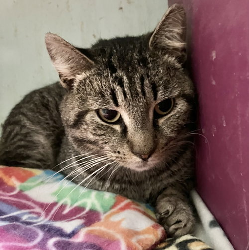 DOMINO - Tabby / Domestic Medium Hair available for adoption