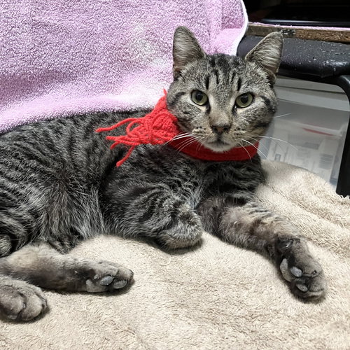 DOMINO - Tabby / Domestic Medium Hair available for adoption