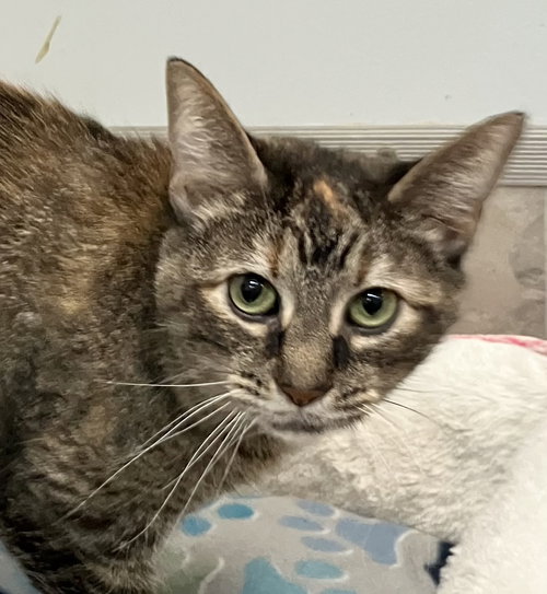 JULIANA - Tabby / Domestic Short Hair available for adoption