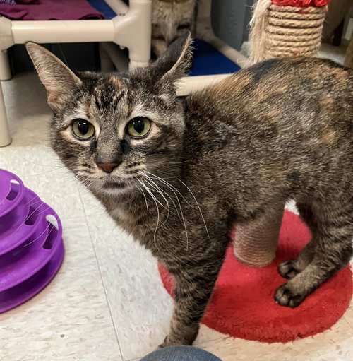 JULIANA - Tabby / Domestic Short Hair available for adoption