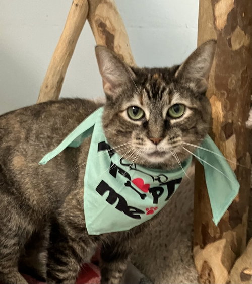 picture of the cat needing adoption