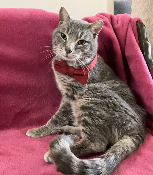 PASSWORD - Tabby / Domestic Short Hair available for adoption