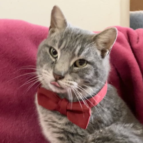 PASSWORD - Tabby / Domestic Short Hair available for adoption