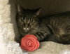 Tawny - Photo 1