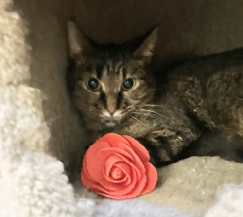 TAWNY - Tabby / Domestic Short Hair available for adoption