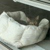 Tawny - Photo 2