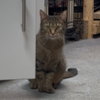 Tawny - Photo 1