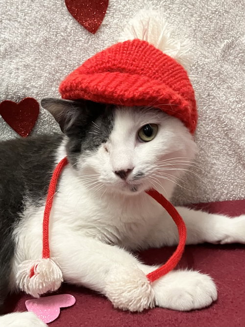 OKEY - Domestic Short Hair available for adoption