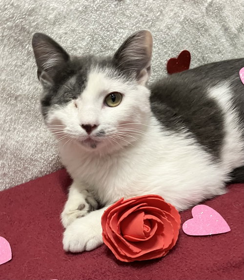 OKEY - Domestic Short Hair available for adoption