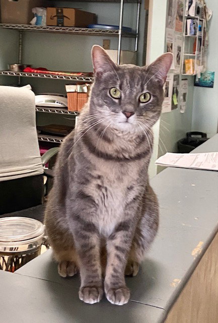 Fonzi Image
