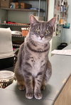 Fonzi - Photo 1