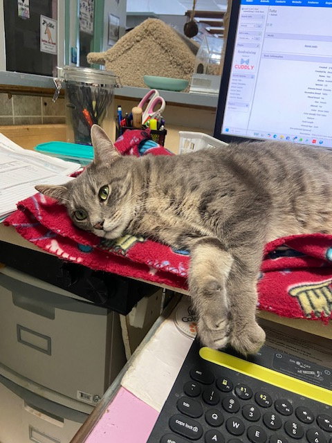 FONZI - Tabby / Domestic Short Hair available for adoption