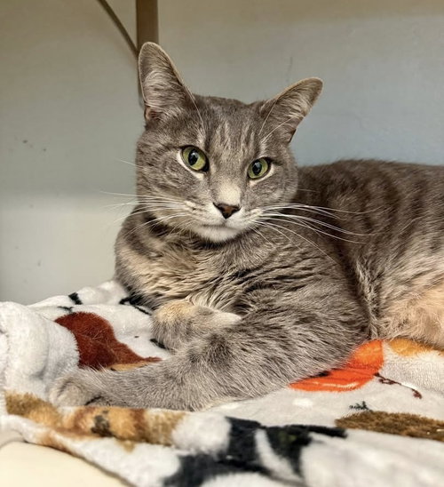 FONZI - Tabby / Domestic Short Hair available for adoption
