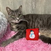 Fonzi - Photo 2