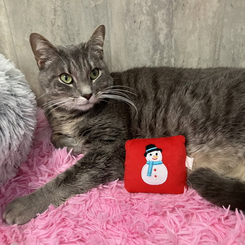 FONZI - Tabby / Domestic Short Hair available for adoption