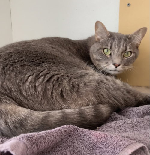 FONZI - Tabby / Domestic Short Hair available for adoption