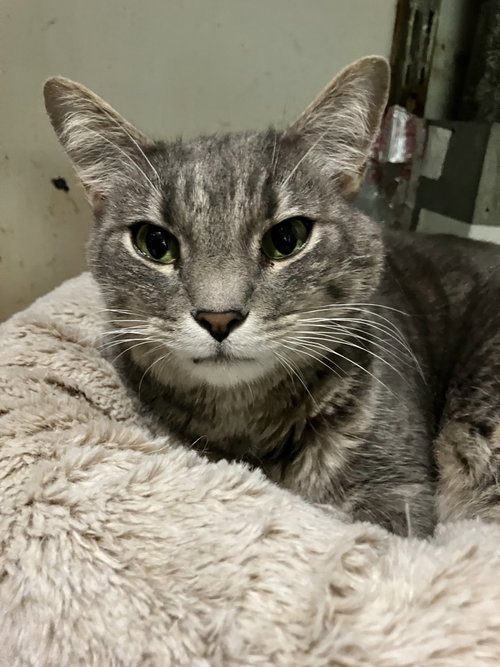 FONZI - Tabby / Domestic Short Hair available for adoption