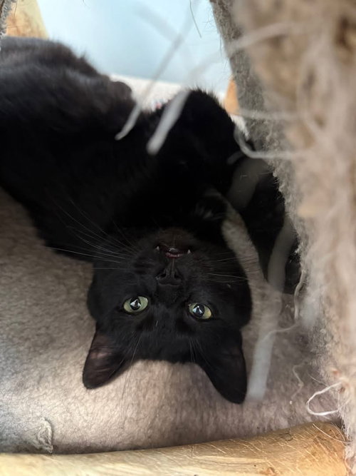 JINXIE - Domestic Short Hair available for adoption