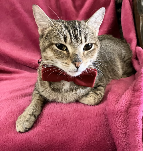 TUTU - Domestic Short Hair / Tabby available for adoption