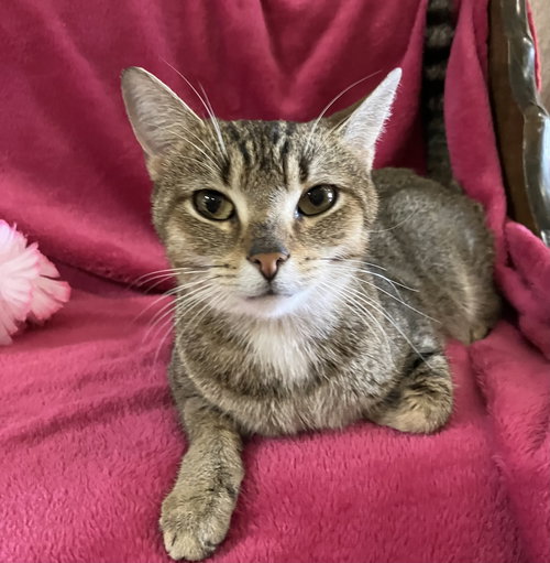 TUTU - Domestic Short Hair / Tabby available for adoption
