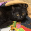 Catalina (bonded to Pima) - Photo 9