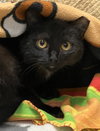 Catalina (bonded to Pima) - Photo 1