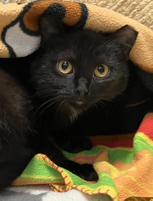 Catalina (bonded to Pima)