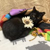 Catalina (bonded to Pima) - Photo 7