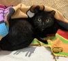 Catalina (bonded to Pima) - Photo 8