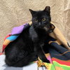 Catalina (bonded to Pima) - Photo 6