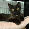 Catalina (bonded to Pima) - Photo 5