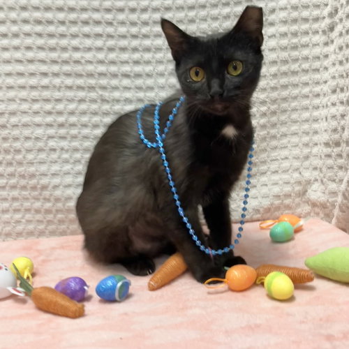 Catalina (bonded to Pima), an adoptable Domestic Short Hair in Dublin, OH