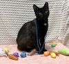 Catalina (bonded to Pima) - Photo 3